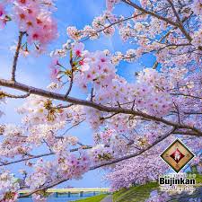 Image result for Bujinkan Plymouth Dojo