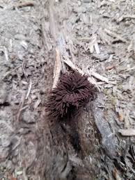 Attēlu rezultāti vaicājumam “Stemonitis splendens stalked”