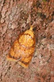 Attēlu rezultāti vaicājumam “Acleris bergmanniana”