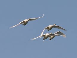 Image result for Sussex Swans