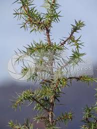 Attēlu rezultāti vaicājumam “Juniperus communis leaf”