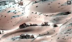 Image result for mars trees