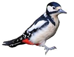 Attēlu rezultāti vaicājumam “Dendrocopos major female”