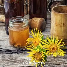 Image result for Inula helenium