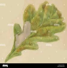 Attēlu rezultāti vaicājumam “Tischeria ekebladella”