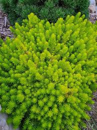 Attēlu rezultāti vaicājumam “Sedum rupestre”
