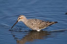 Image result for Calidris himantopus