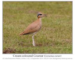 Image result for Cursorius cursor