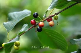 Attēlu rezultāti vaicājumam “Frangula alnus fruit”