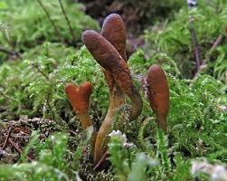 Attēlu rezultāti vaicājumam “Octospora splachnophila”