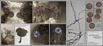 Attēlu rezultāti vaicājumam “Enerthenema papillatum spores”