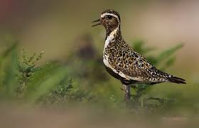 Attēlu rezultāti vaicājumam “Pluvialis apricaria adult”