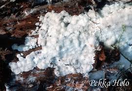 Attēlu rezultāti vaicājumam “Physisporinus vitreus”