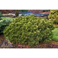 Attēlu rezultāti vaicājumam “Pinus mugo”