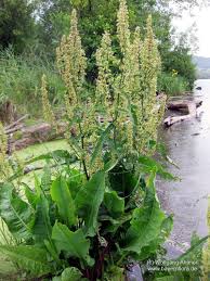 Attēlu rezultāti vaicājumam “Rumex aquaticus”
