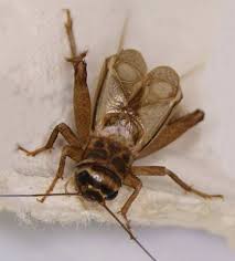 Attēlu rezultāti vaicājumam “Gryllus domesticus”