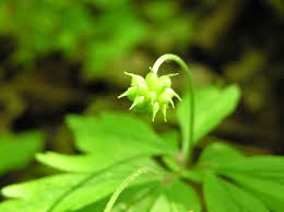 Attēlu rezultāti vaicājumam “Anemone ranunculoides bud”