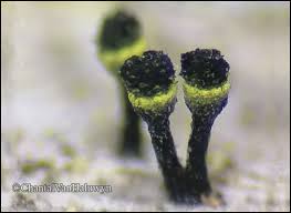 Attēlu rezultāti vaicājumam “Calicium adspersum”