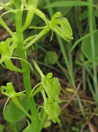 Attēlu rezultāti vaicājumam “Liparis loeselii flower”