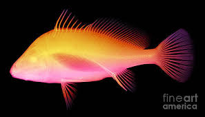 Image result for Aplodinotus grunniens