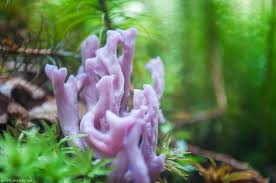 Attēlu rezultāti vaicājumam “Clavulina amethystina”