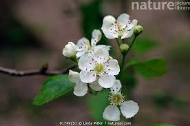 Attēlu rezultāti vaicājumam “Crataegus laevigata”