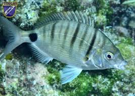 Image result for Diplodus puntazzo
