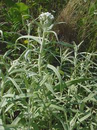 Attēlu rezultāti vaicājumam “Anaphalis margaritacea leaf”