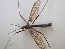 Attēlu rezultāti vaicājumam “Tipulidae”