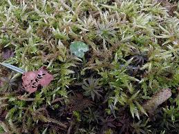 Attēlu rezultāti vaicājumam “Cirriphyllum piliferum”