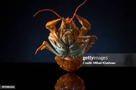 Attēlu rezultāti vaicājumam “Astacus astacus”