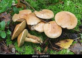 Attēlu rezultāti vaicājumam “Suillus bovinus”