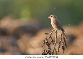 Attēlu rezultāti vaicājumam “Lanius collurio juvenile”