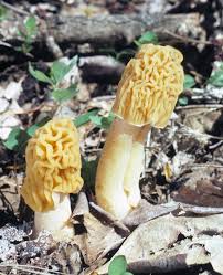 Attēlu rezultāti vaicājumam “Verpa bohemica”