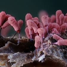 Attēlu rezultāti vaicājumam “Didymium crustaceum macro”