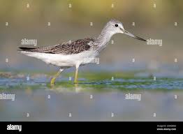 Attēlu rezultāti vaicājumam “Tringa nebularia adult”