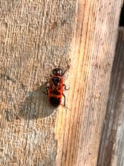 Attēlu rezultāti vaicājumam “Caenolyda reticulata”