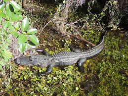 Image result for Alligator mississippiensis