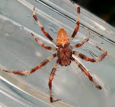 Attēlu rezultāti vaicājumam “Araneus marmoreus”