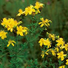 Image result for Hypericum perforatum