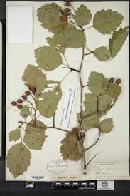 Attēlu rezultāti vaicājumam “Crataegus submollis”