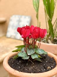 Image result for Cyclamen persicum