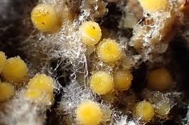 Attēlu rezultāti vaicājumam “Bactridium flavum”