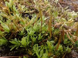 Attēlu rezultāti vaicājumam “Encalypta streptocarpa”