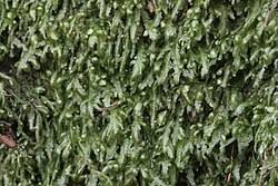 Attēlu rezultāti vaicājumam “Homalia trichomanoides sporophyte”