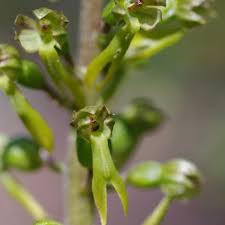 Attēlu rezultāti vaicājumam “Listera ovata leaf”