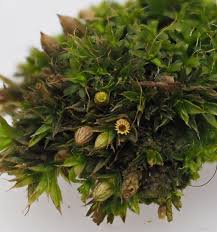 Attēlu rezultāti vaicājumam “Orthotrichum diaphanum sporophyte”