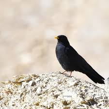 Image result for Pyrrhocorax pyrrhocorax