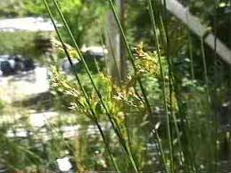 Attēlu rezultāti vaicājumam “Juncus balticus”