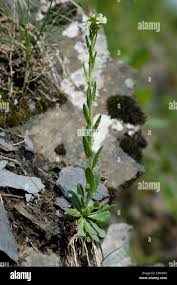 Attēlu rezultāti vaicājumam “Arabis hirsuta flower”